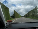 thumbnail of "High Hedges"