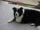 thumbnail of "Mollie The Border Collie"