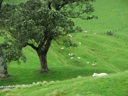 thumbnail of "Sheep On One Tree Hill - 1"