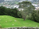thumbnail of "Sheep On One Tree Hill - 2"
