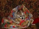 thumbnail of "Swaddled Coco - 2"