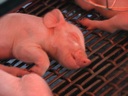 thumbnail of "Baby Piggies - 1"