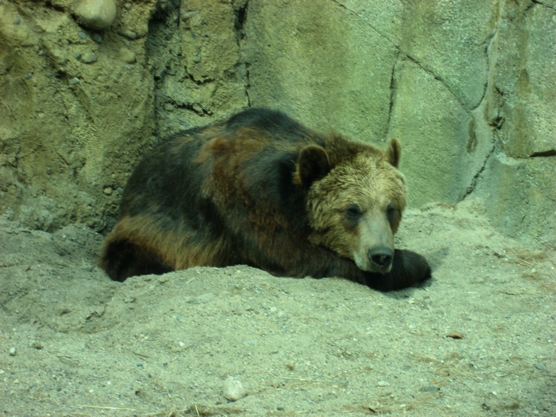 Grizzly Bear Hunkers - 1