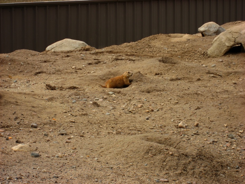 Prairie Dogs In Holes - 1