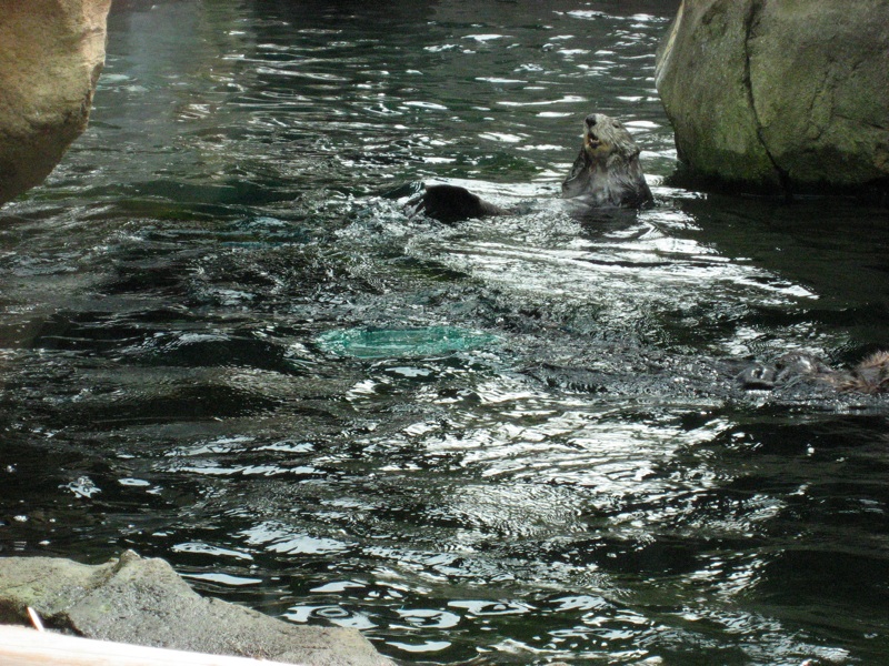 Sea Otters Swimming