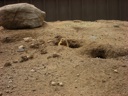 thumbnail of "Prairie Dogs In Holes - 2"