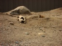 thumbnail of "Prairie Dogs In Holes - 3"