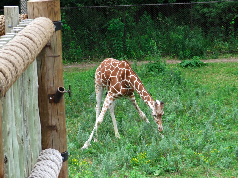 Giraffe Squatting