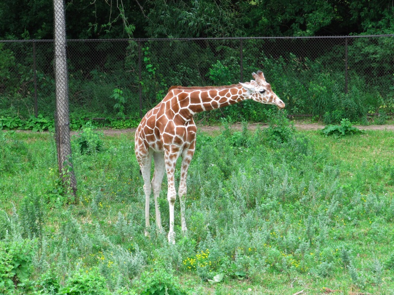 Giraffe Standing