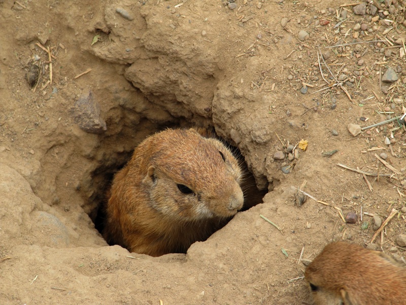 Prairie Dog In Hole