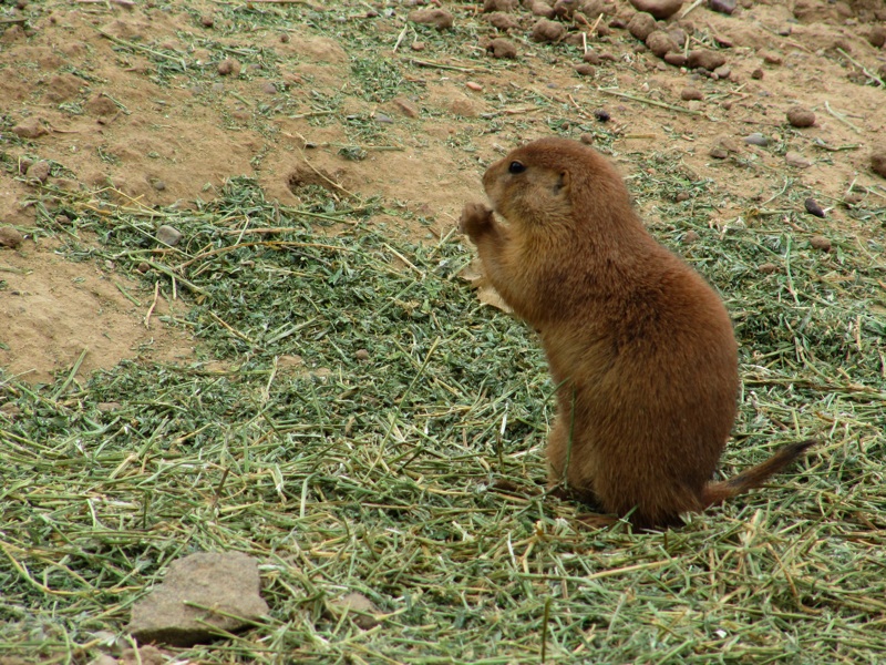 Prairie Dogs Snacking - 4