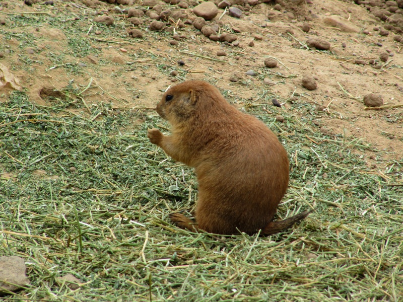 Prairie Dogs Snacking - 7