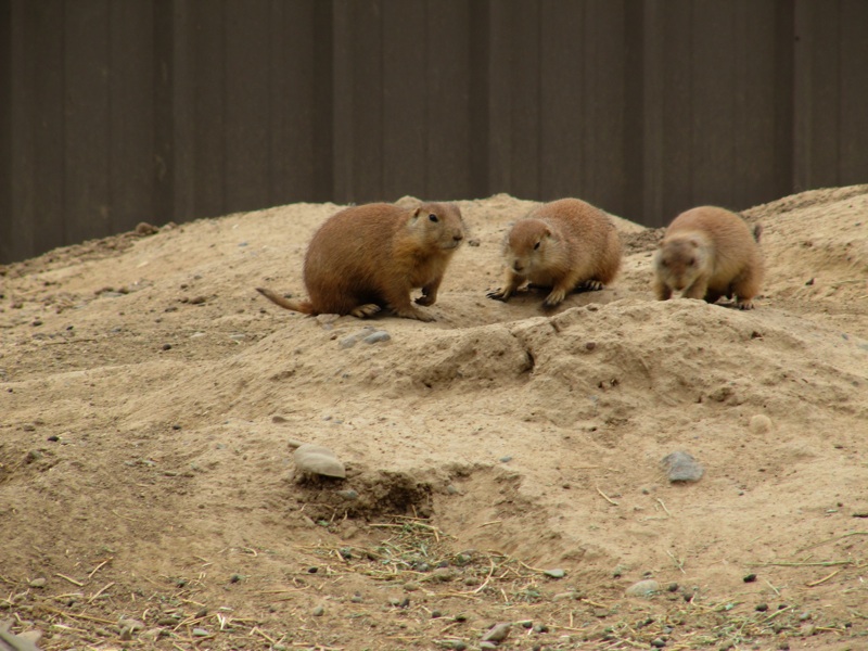 Prairie Dogs Up To No Good