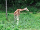 thumbnail of "Giraffe Standing"