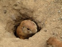 thumbnail of "Prairie Dog In Hole"
