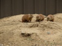 thumbnail of "Prairie Dogs Up To No Good"